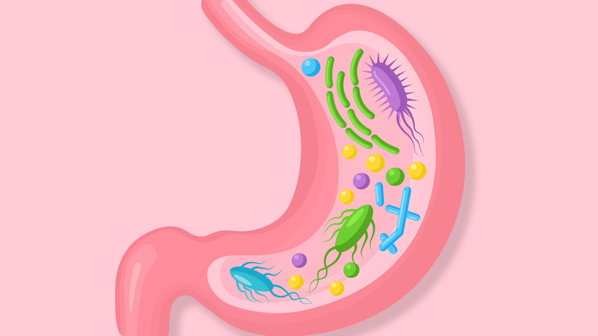 The Gut Microbiome: A Complex Ecosystem The Gut Microbiome: A Complex Ecosystem