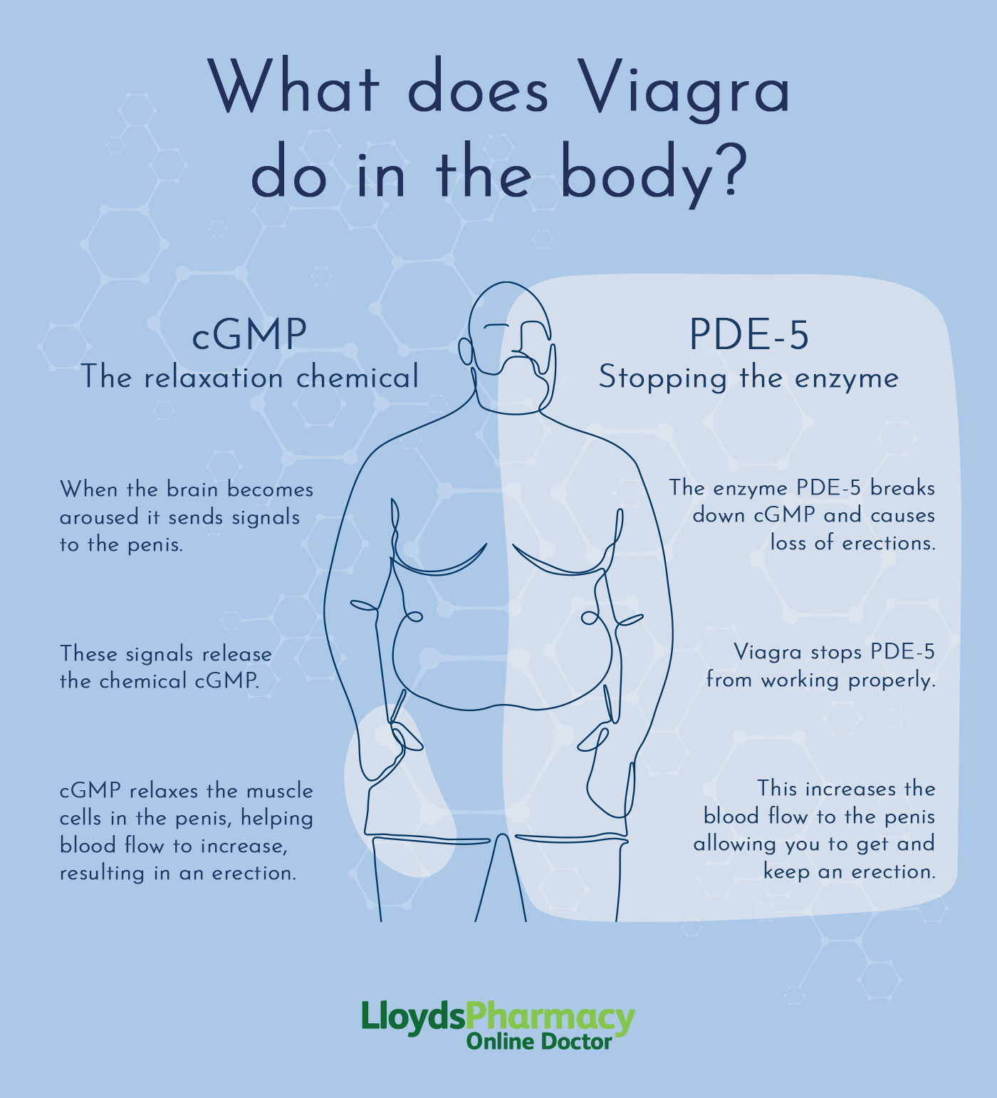 What Viagra does to your body