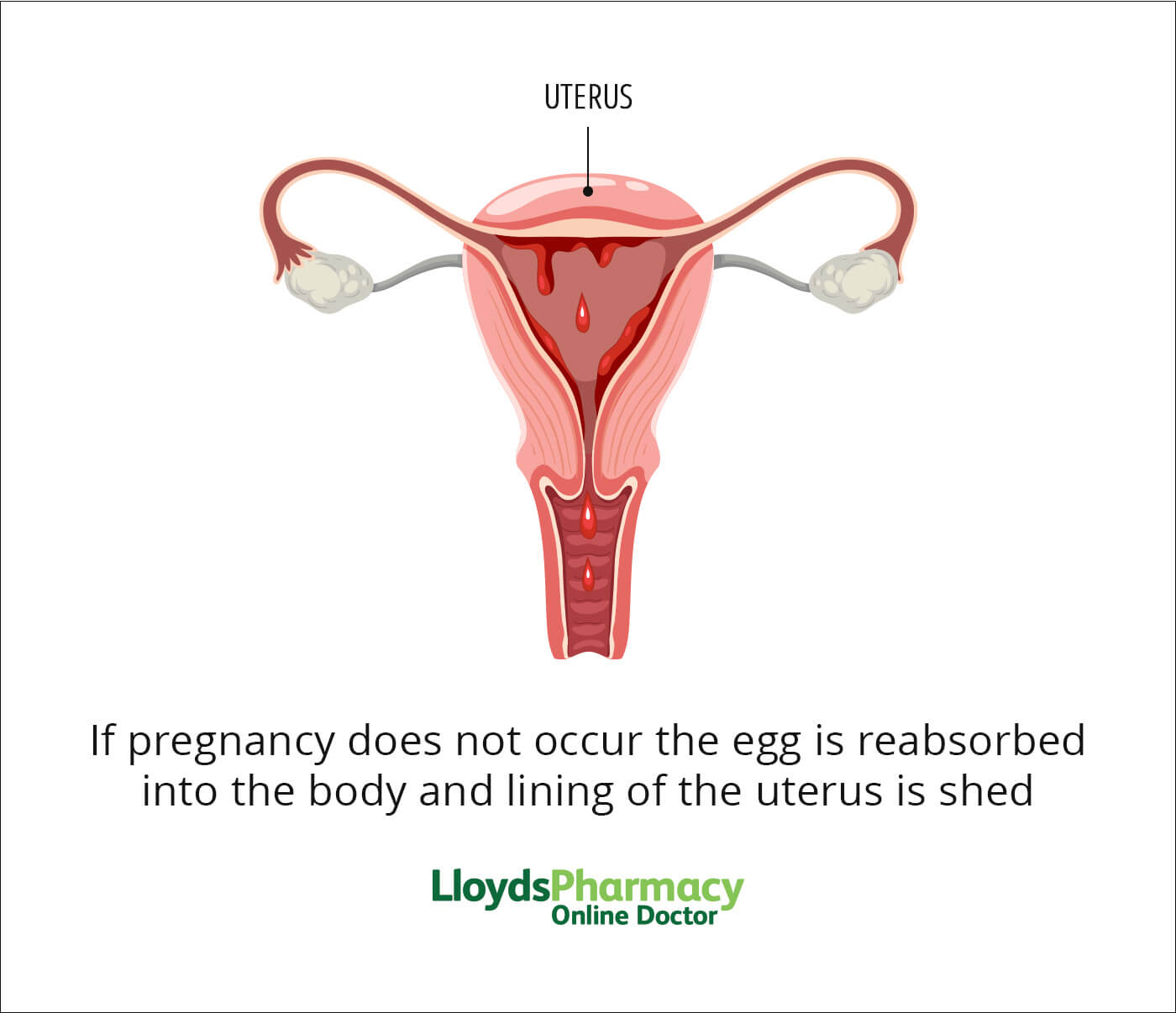 Menstrual cycle - if pregnancy does not occur the egg is reabsorbed into the body and lining of the uterus is shed
