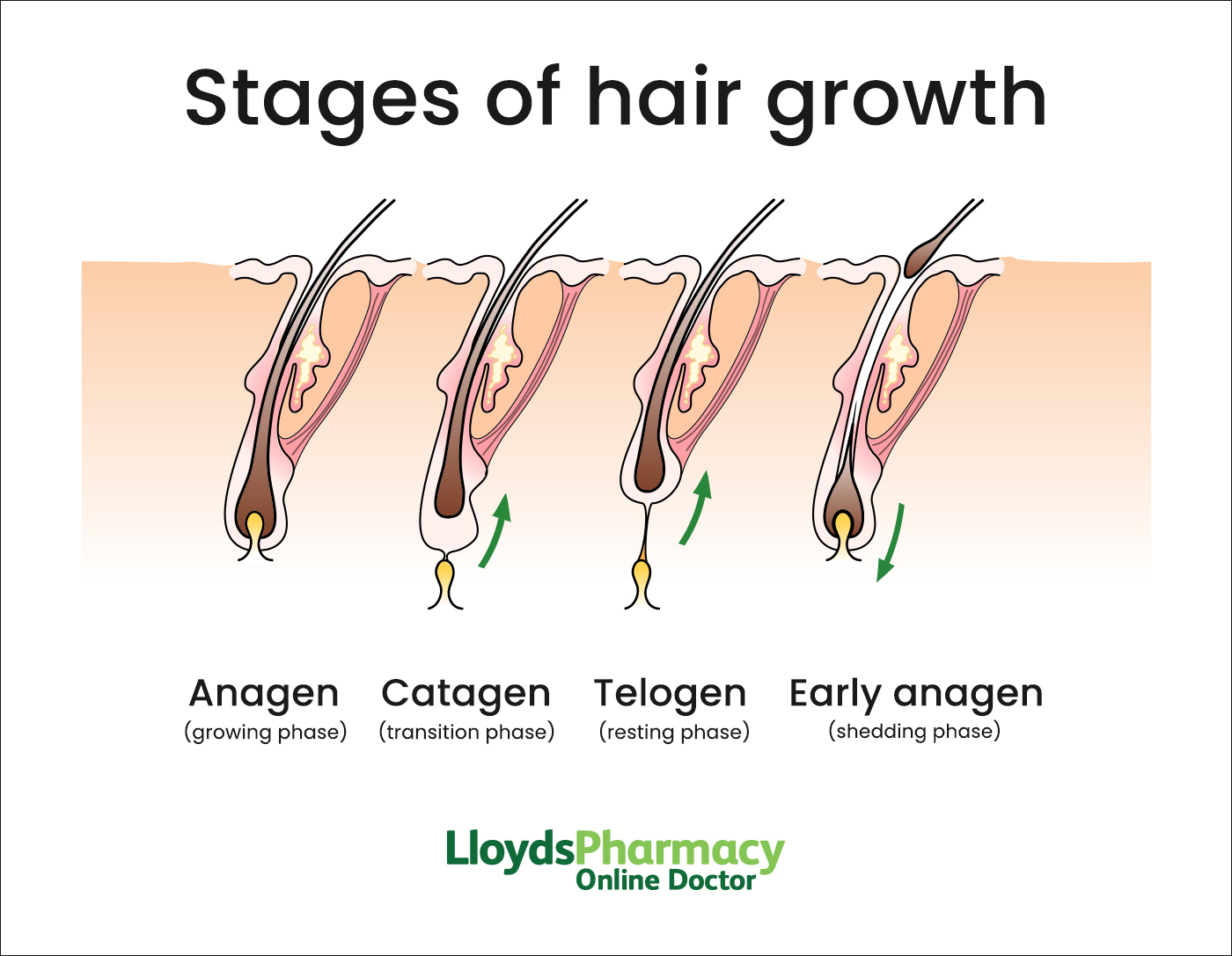 Stages of hair growth 