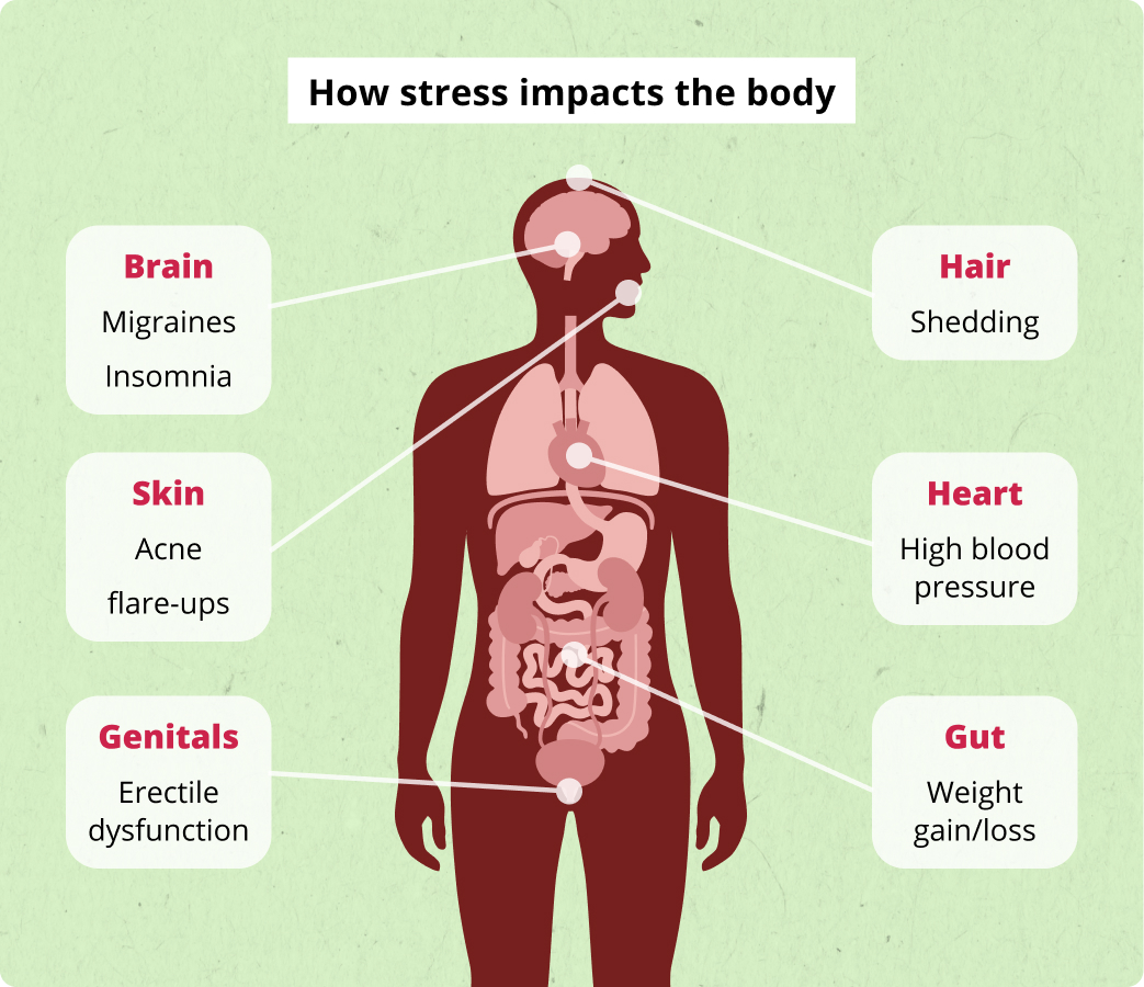 how stress impacts the body
