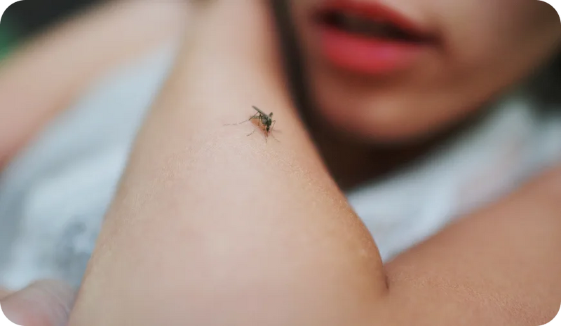 Symptoms of malaria