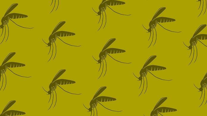 An in depth guide to malaria